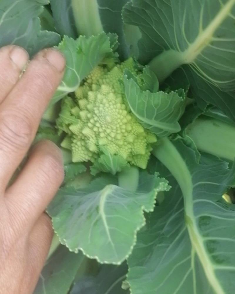 塔花