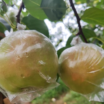 玉露香梨