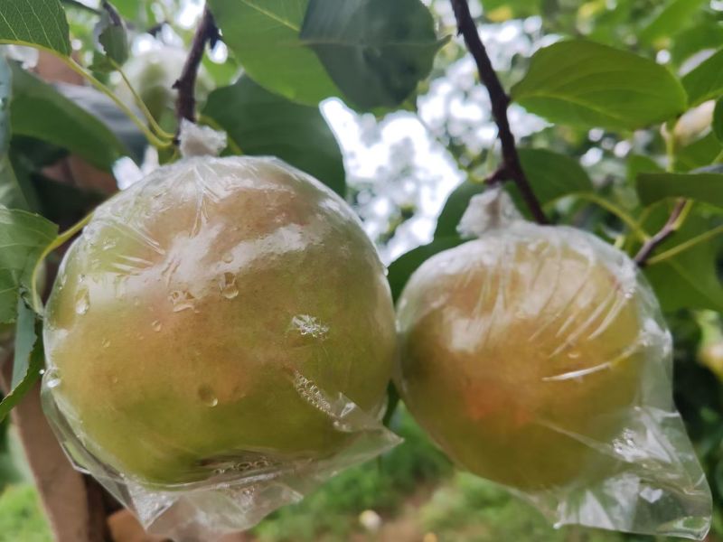 玉露香梨