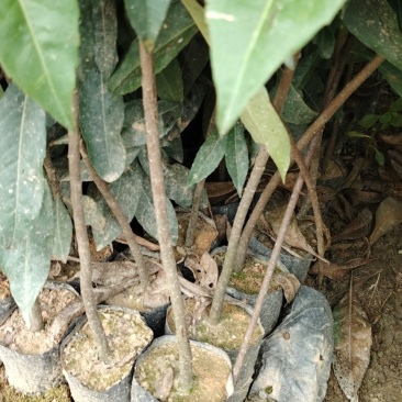木荷