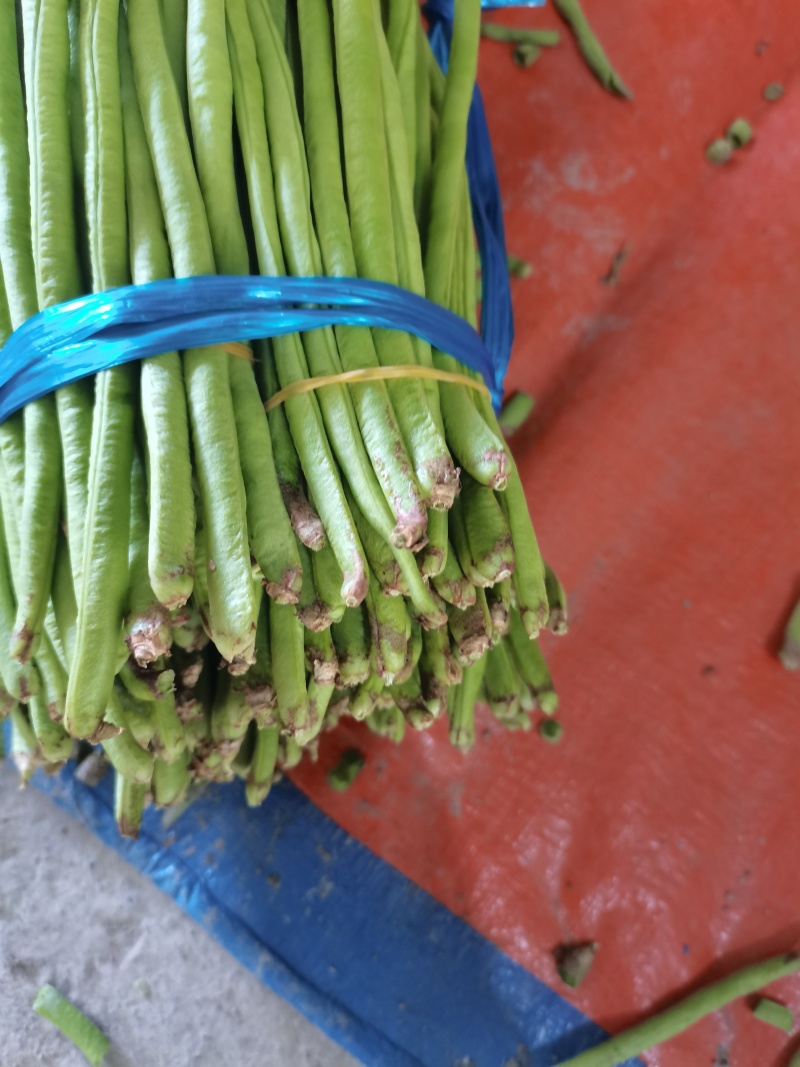 缸豆工厂货