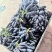 伽师西梅