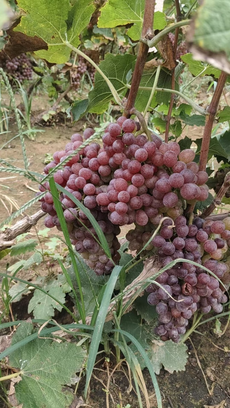 玫瑰香葡萄