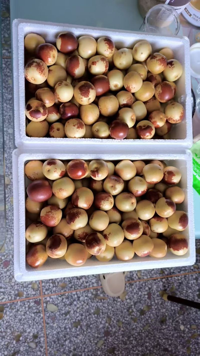 陕西大荔冬枣