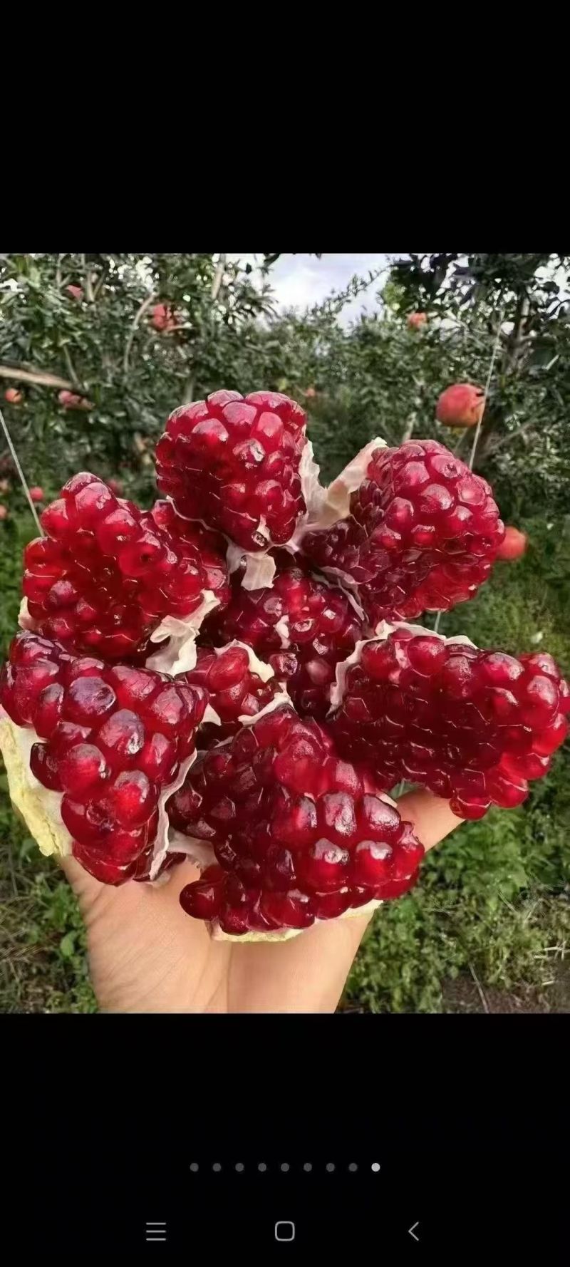 会理突尼斯软子石榴