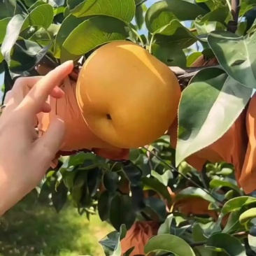 秋月梨