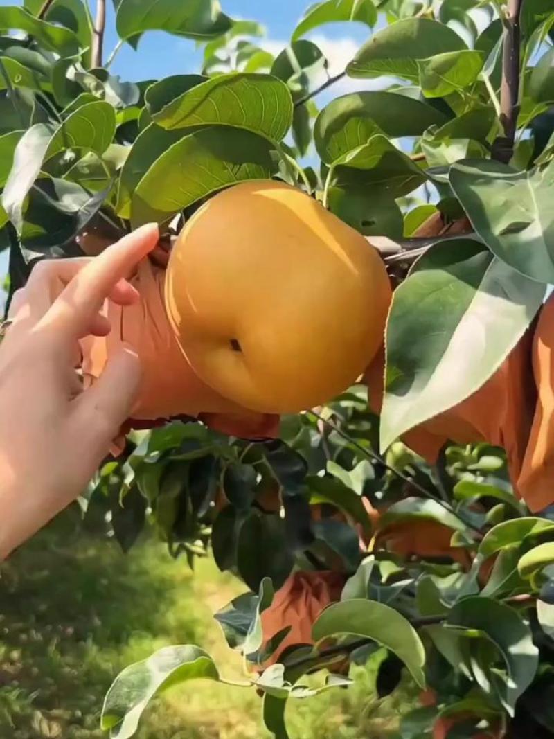 秋月梨