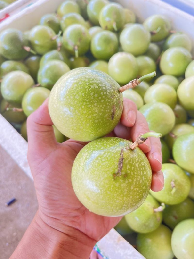 精品百香果，一手货源，产地直发，量大价优，欢迎各位老板咨询订