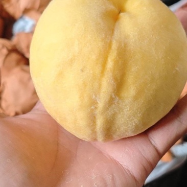 黄金桃