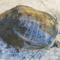 野生甲鱼