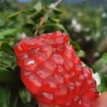 突尼斯软籽石榴