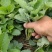 红颜红玉隋株香野草莓苗