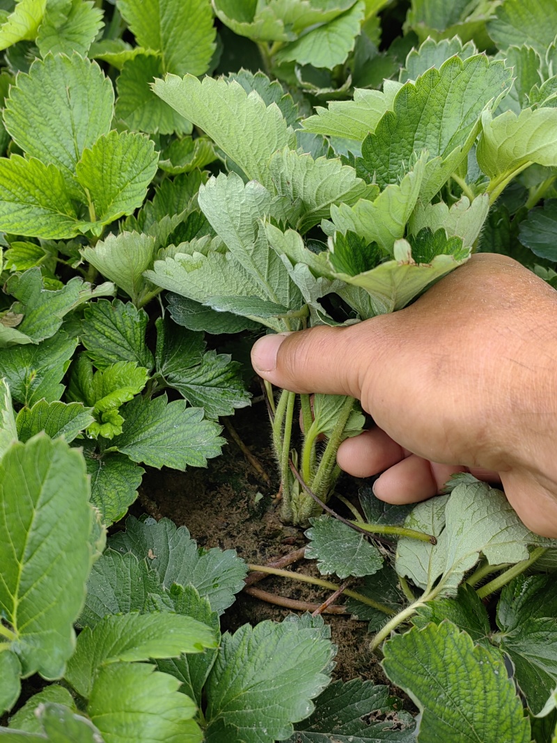 红颜红玉隋株香野草莓苗