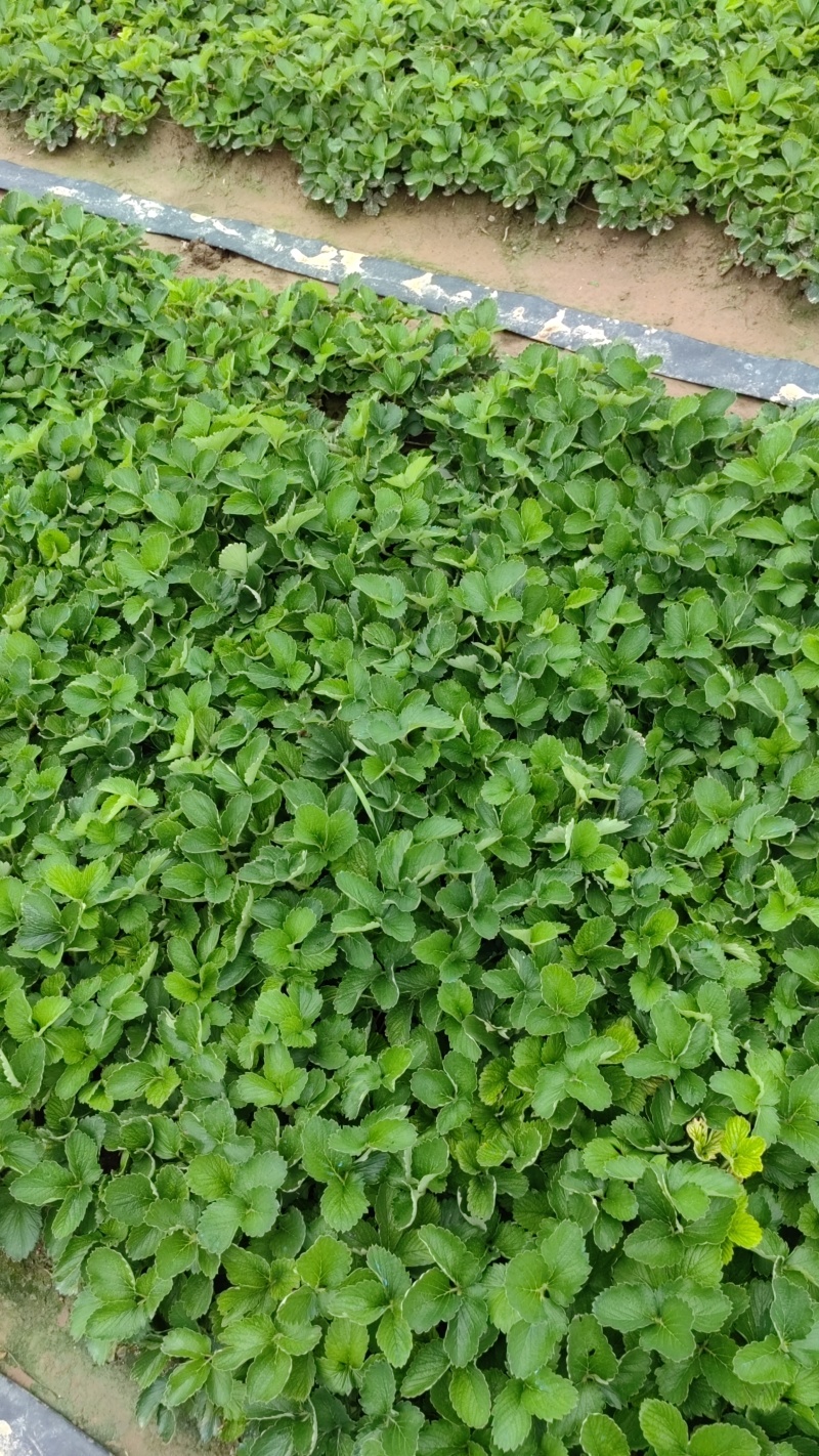 红颜红玉隋株香野草莓苗