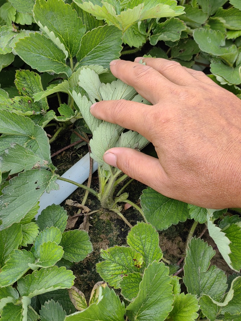 红颜红玉隋株香野草莓苗