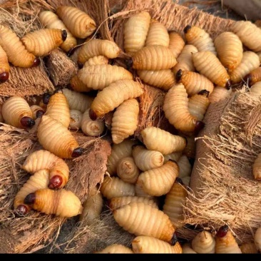 鲜活竹虫