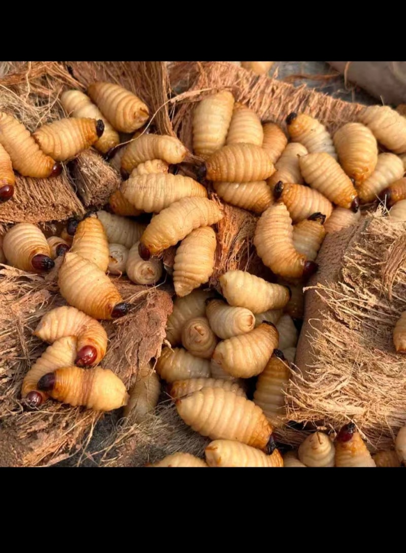 鲜活竹虫