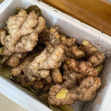 山东小黄姜
