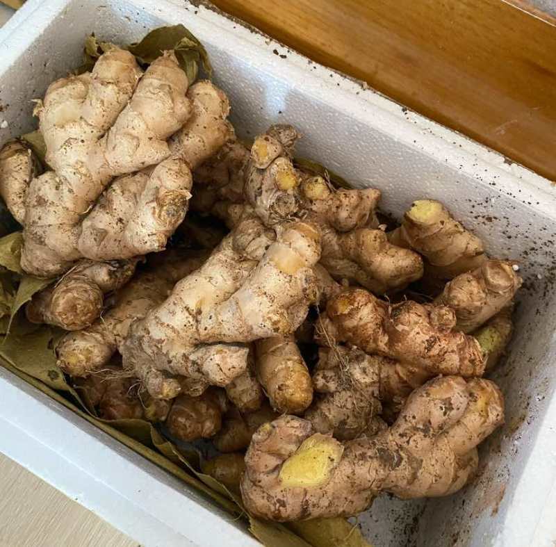 山东小黄姜