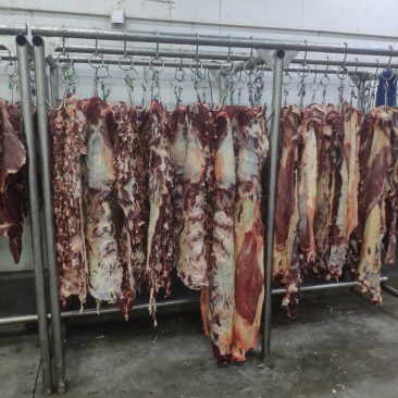 现杀新鲜牛肉。深圳市区专人配送。欢迎各大商家咨询。