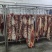 现杀新鲜牛肉。深圳市区专人配送。欢迎各大商家咨询。
