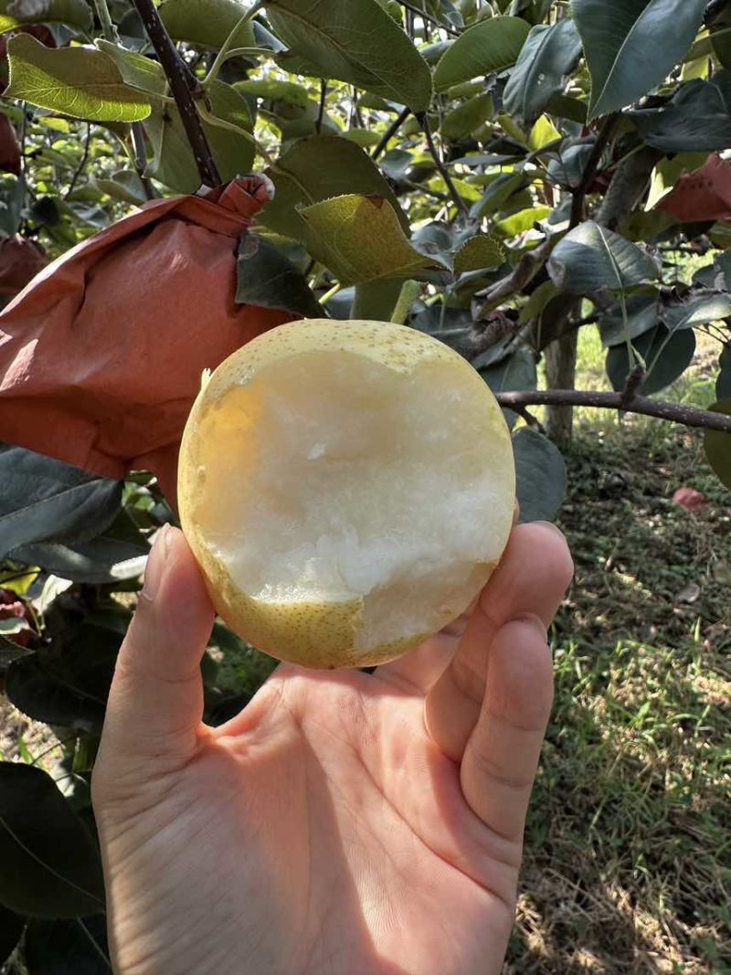 博望黄金梨炸街货456两