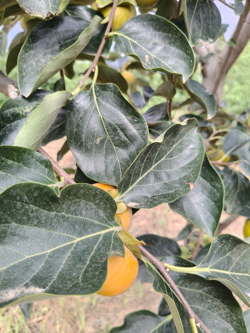 阳丰甜柿子，再十多天大量上市，收的客商***********