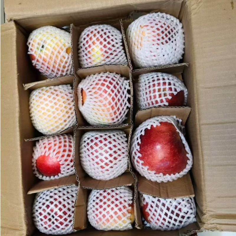 云贵高原昭通红露苹果