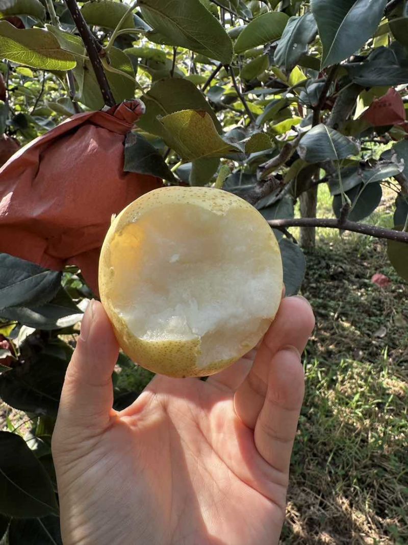 博望万亩黄金梨基地炸街货！炸街货！货品好卖！