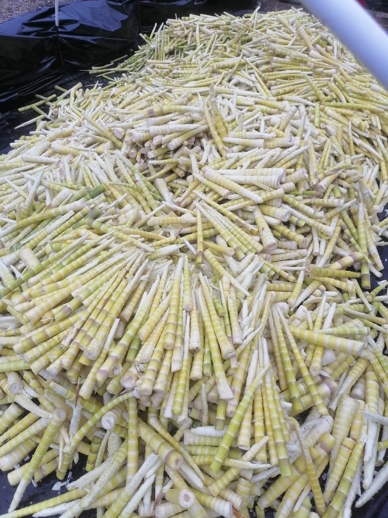 云南昭通小草坝方竹笋