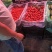 云南西红柿