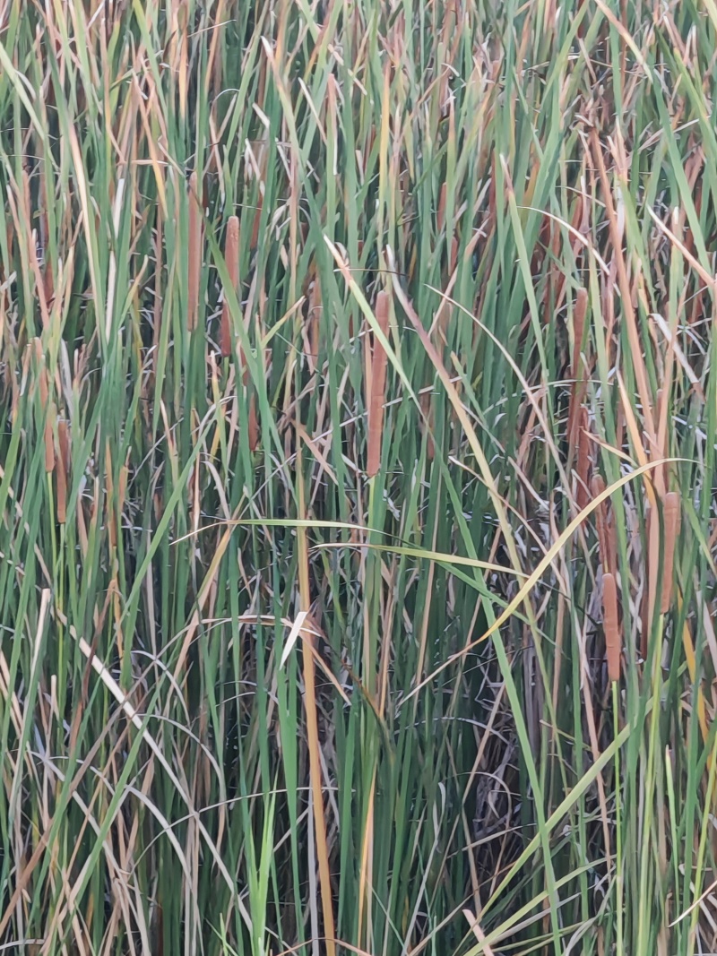 云南野生香蒲棒