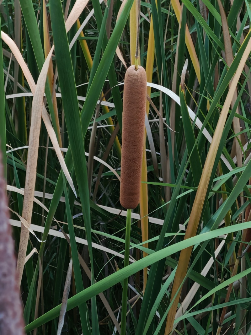 云南野生香蒲棒