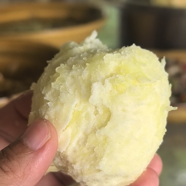 大凉山纯羊粪土豆