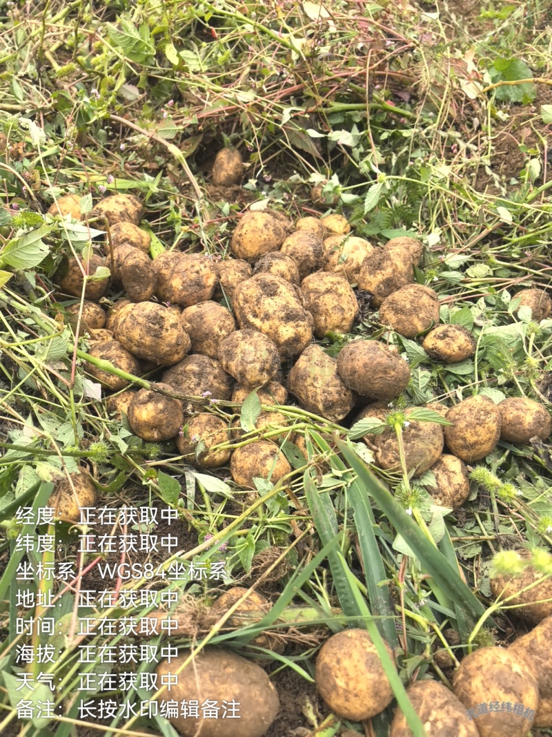 大凉山纯羊粪土豆