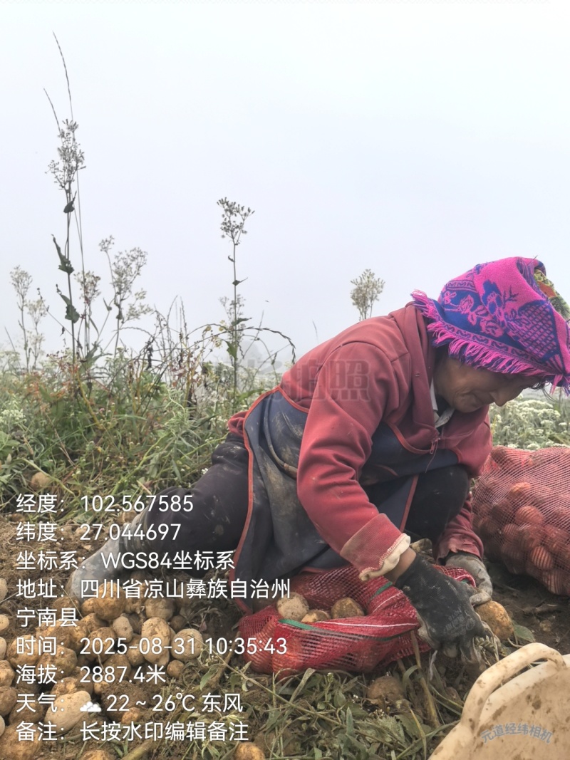 大凉山纯羊粪土豆