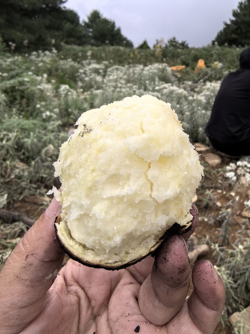 大凉山纯羊粪土豆