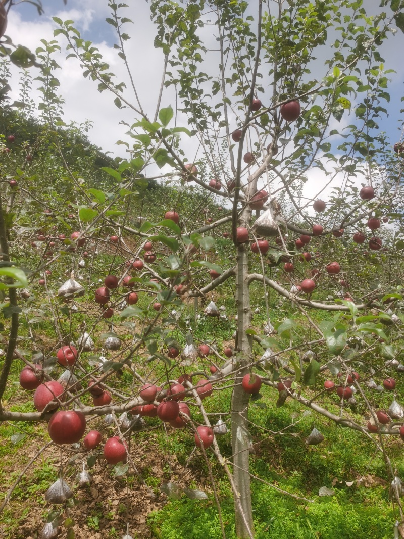 昭通2001糖心苹果
