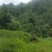 普洱山地