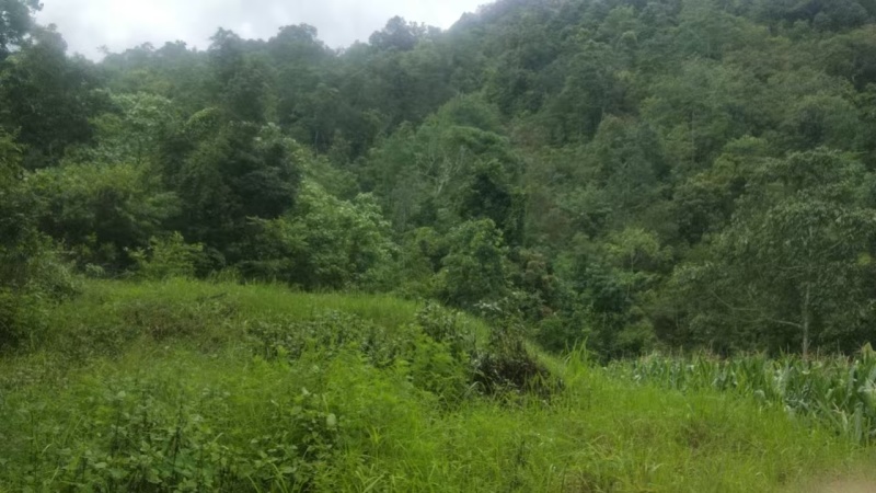 普洱山地