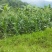 普洱山地