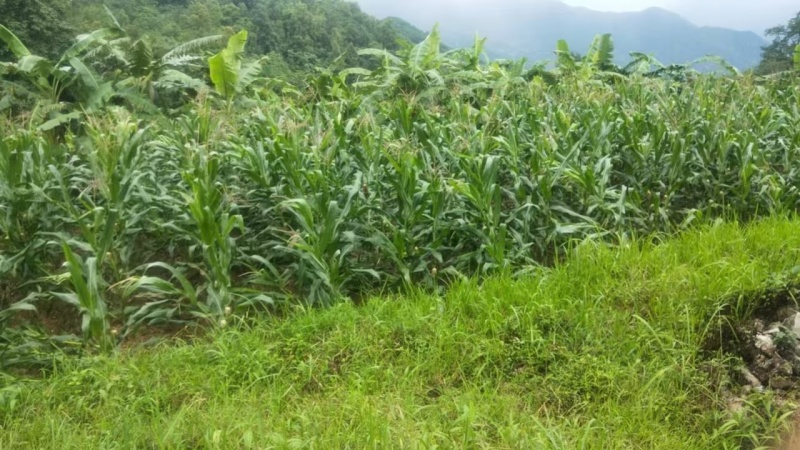 普洱山地