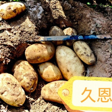 土豆