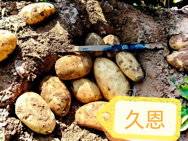 土豆