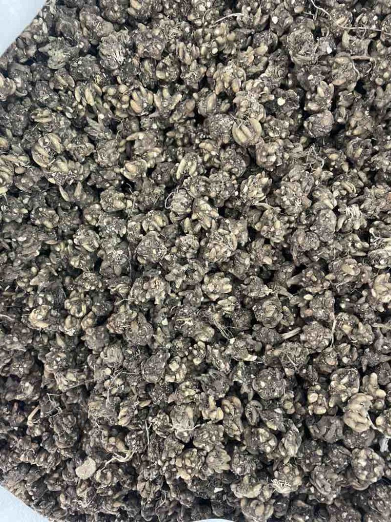产地猫爪草直发物流快递皆可