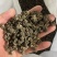 产地猫爪草直发物流快递皆可