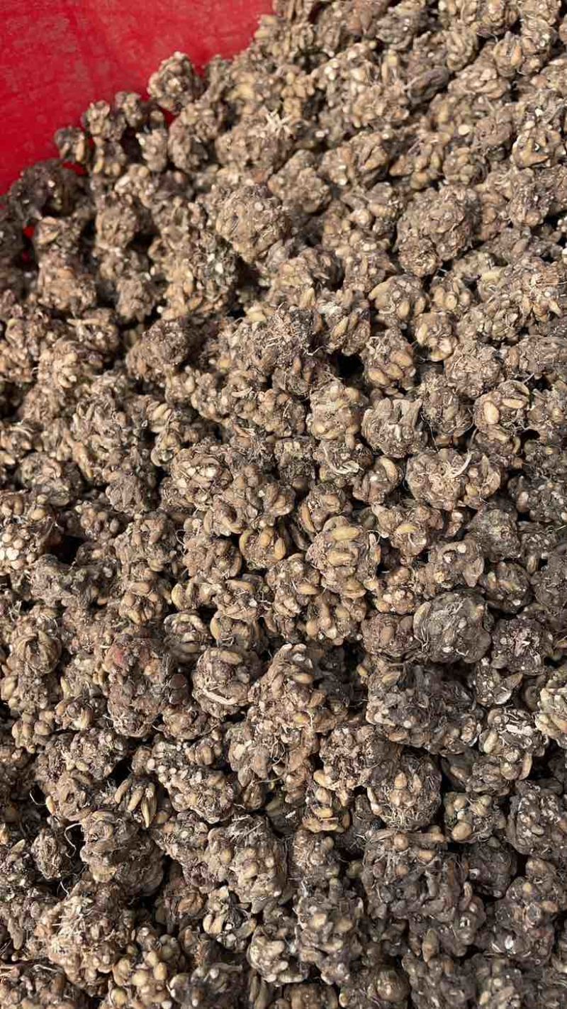 产地猫爪草直发物流快递皆可