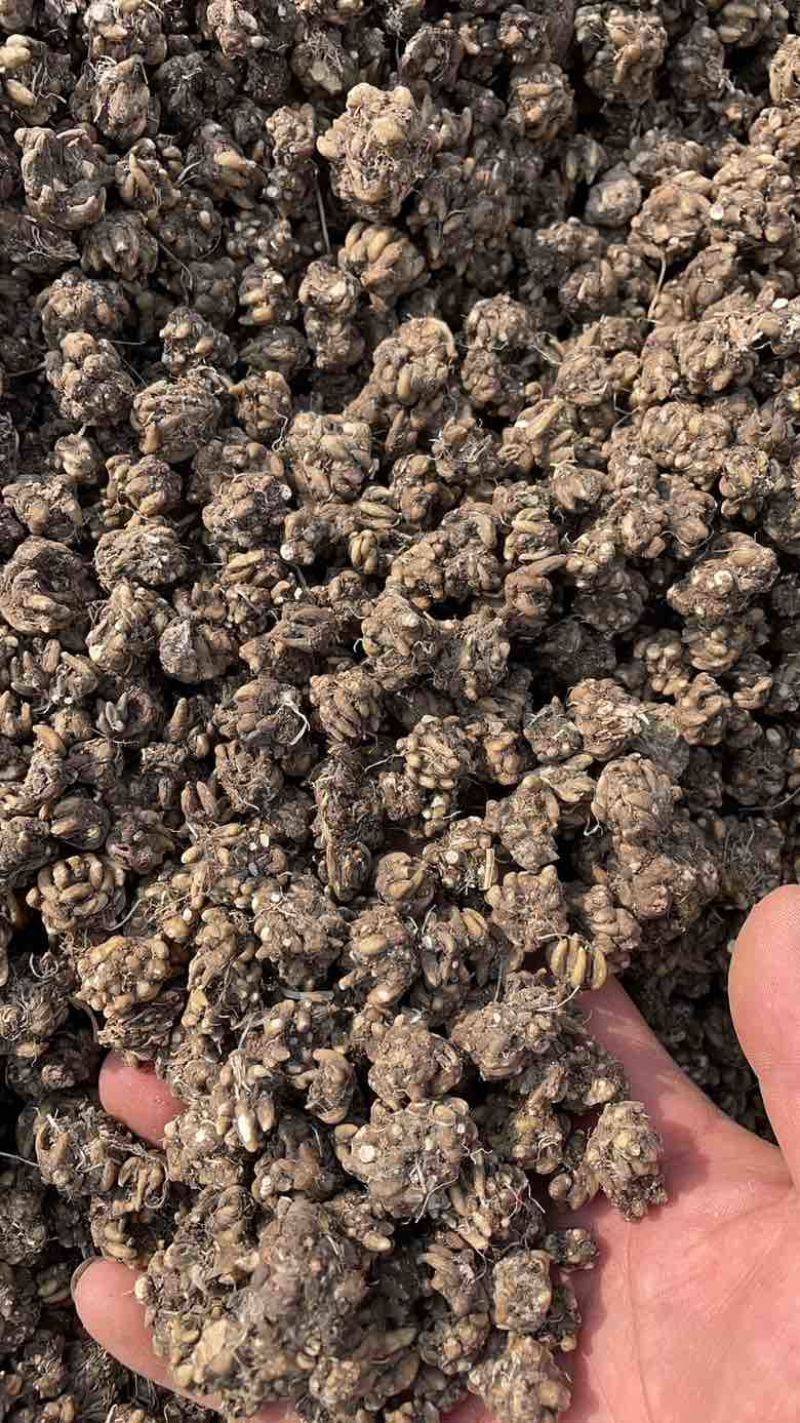 产地猫爪草直发物流快递皆可