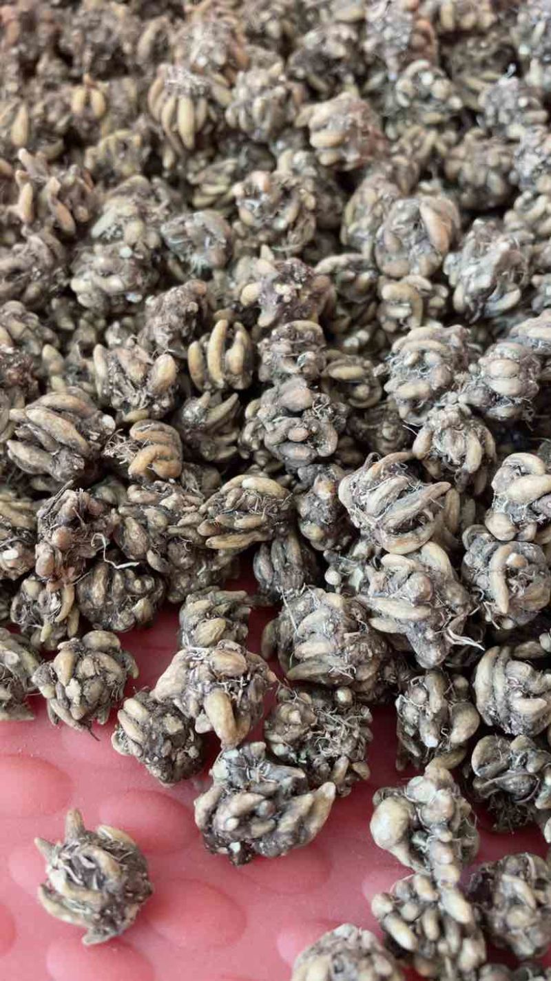 产地猫爪草直发物流快递皆可