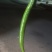 3号线椒(辣椒)